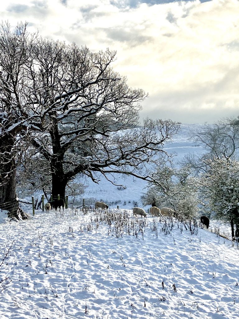 Yes, it’s hard to beat the North York Moors - at any time of year
@TFaneS on Twitter
