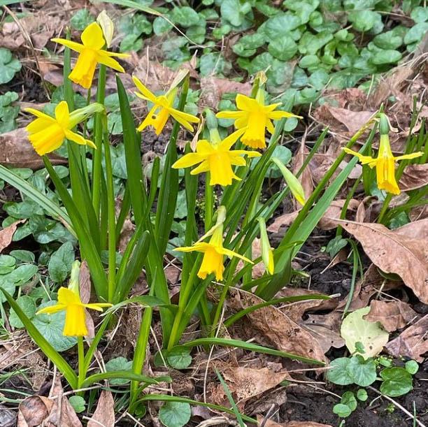 Dydd Gŵyl Dewi Hapus @thatwilkochap on Instagram