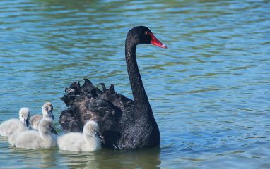 Black swan