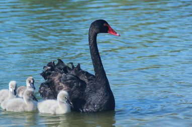 Black swan