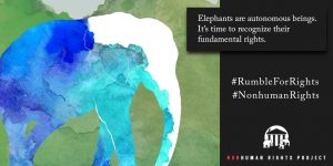 Image from Non Human Rights Project