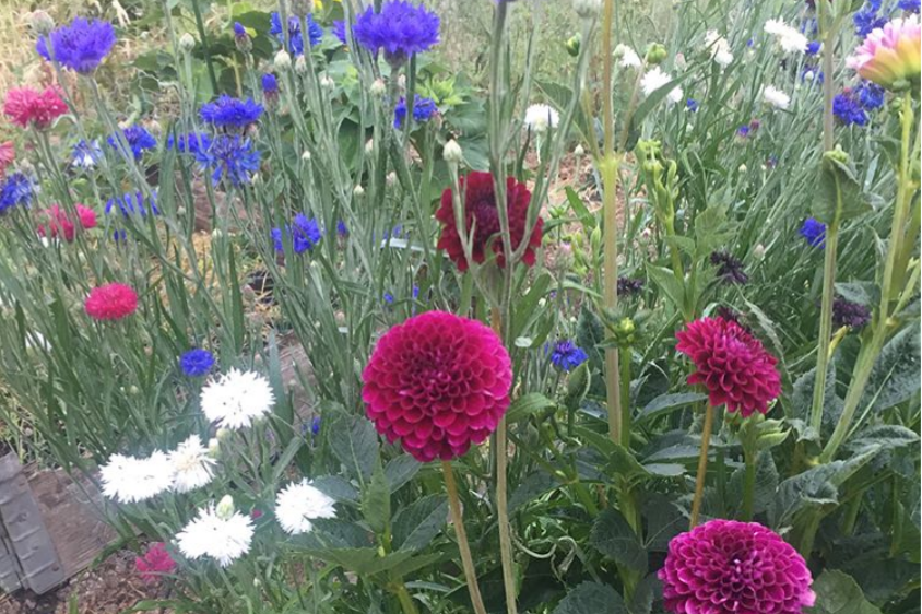 Dahlias @louisecthompson on Instagram