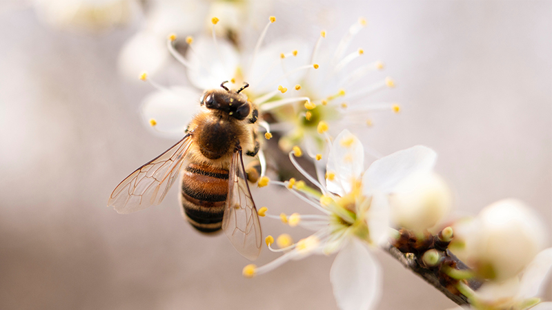 StockSnap (Creative Commons)